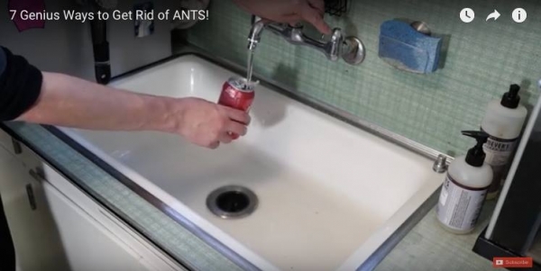 5個超強的DIY「螞蟻斷魂水」用了家裡再也不會出現螞蟻，第三招的做法真的超簡單 ！