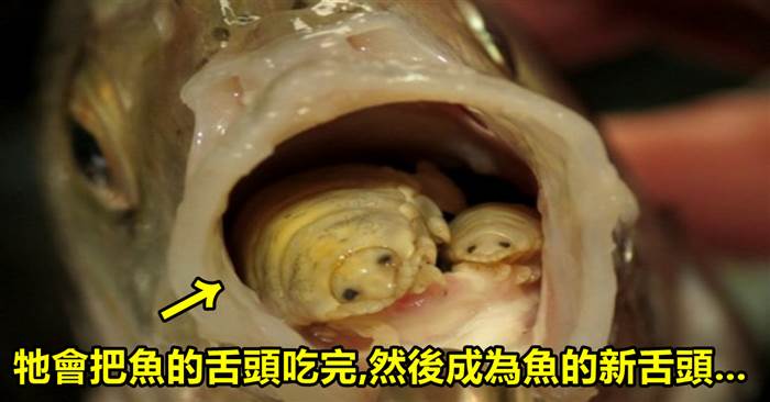 這個是全宇宙「最嚇人的生物」,牠是靠吃魚舌頭的寄生蟲!
