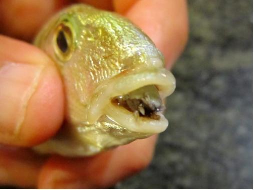 這個是全宇宙「最嚇人的生物」,牠是靠吃魚舌頭的寄生蟲!