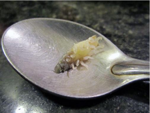 這個是全宇宙「最嚇人的生物」,牠是靠吃魚舌頭的寄生蟲!