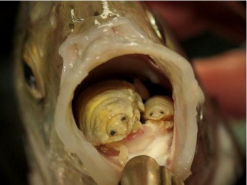 這個是全宇宙「最嚇人的生物」,牠是靠吃魚舌頭的寄生蟲!