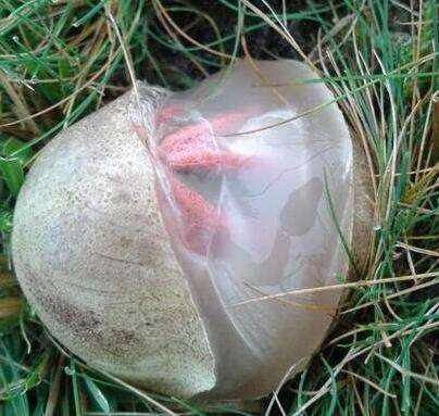 驚！女子在草叢發現「異形蛋」，沒想到好奇靠近一看......差點嚇死！