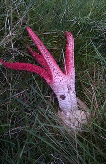 驚！女子在草叢發現「異形蛋」，沒想到好奇靠近一看......差點嚇死！