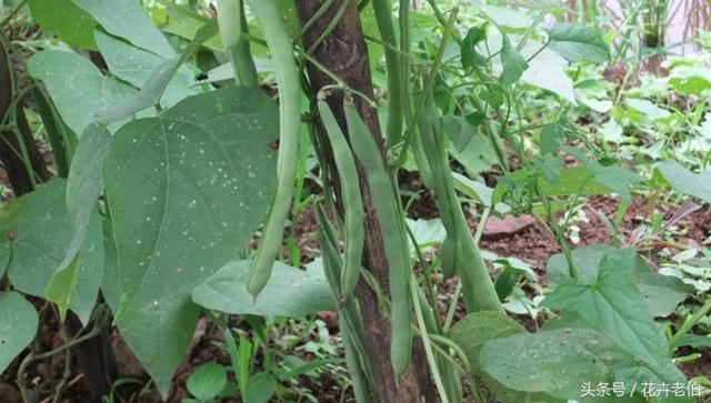 四季豆的種植技巧，為其營養價值而學習栽種