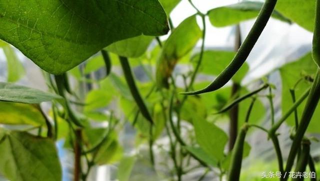 四季豆的種植技巧，為其營養價值而學習栽種