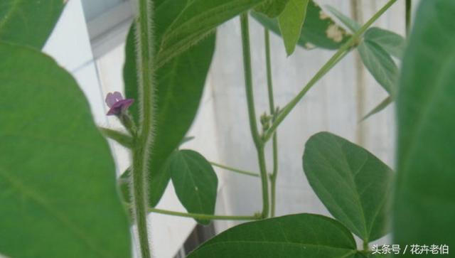 毛豆的種植技巧,自我培育綠色蔬菜,樂趣無窮!