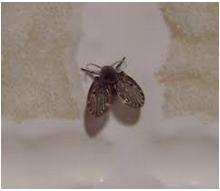 家裡有小飛蟲怎麼辦？怎樣根除花盆裡的小飛蟲，只要用這個，就能讓小飛蟲永遠消失在你家！