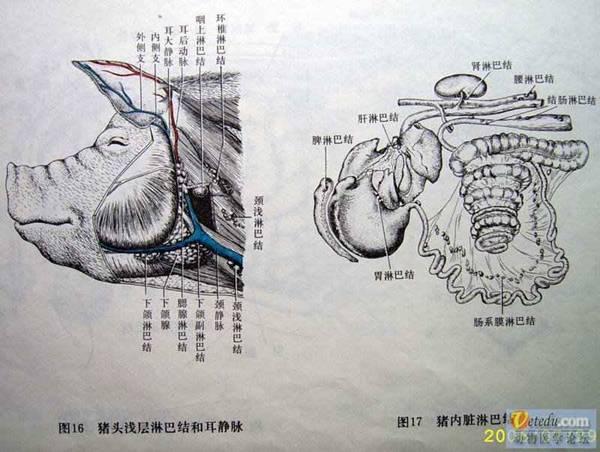 猪脖子,猪肺,猪肾这三个部位不能吃?