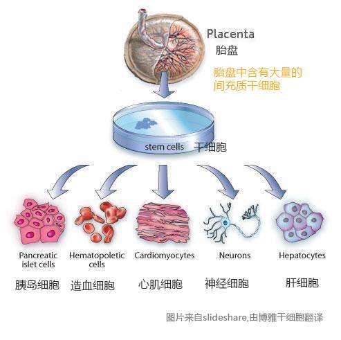 间充质干细胞:700多项临床试验引领医学新方向 ezp9 生活网