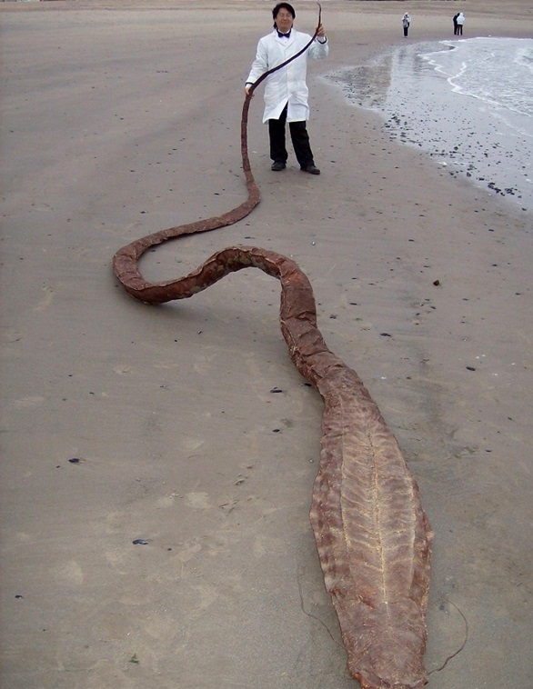 男子在海边科考时突然看到一具乾尸!像龙又像蛇!