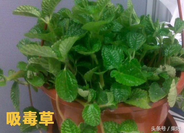 長壽草,救心菜,九死還魂草,回春草,這些神有奇怪名字的植物你認識多少種?
