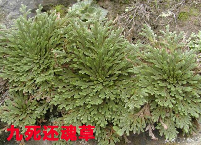 長壽草,救心菜,九死還魂草,回春草,這些神有奇怪名字的植物你認識多少種?
