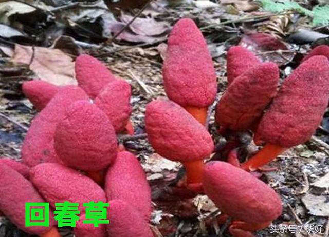 長壽草,救心菜,九死還魂草,回春草,這些神有奇怪名字的植物你認識多少種?