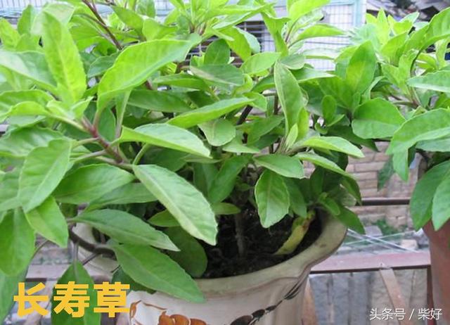 長壽草,救心菜,九死還魂草,回春草,這些神有奇怪名字的植物你認識多少種?