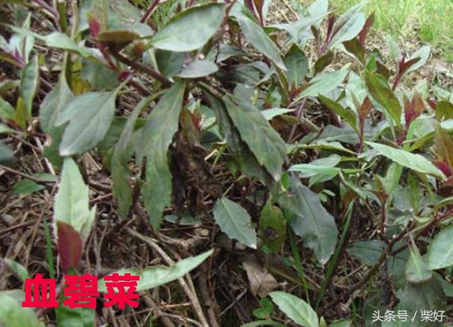 長壽草,救心菜,九死還魂草,回春草,這些神有奇怪名字的植物你認識多少種?