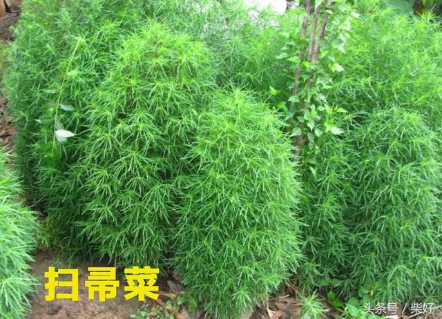 長壽草,救心菜,九死還魂草,回春草,這些神有奇怪名字的植物你認識多少種?