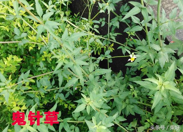 長壽草,救心菜,九死還魂草,回春草,這些神有奇怪名字的植物你認識多少種?