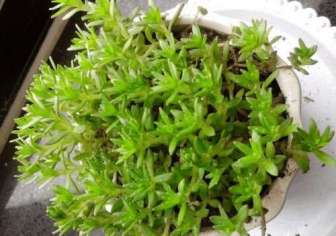不起眼的一盆花,對肝炎、肝硬化、肝癌有奇效,大家都在搶著用