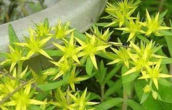 不起眼的一盆花,對肝炎、肝硬化、肝癌有奇效,大家都在搶著用