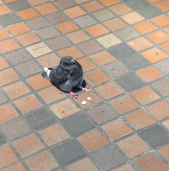 阿嬤也有養鴿子?! 網友在街上看見一隻「小胖鴿」呆坐地上！仔細一看...網友全被笑到翻！