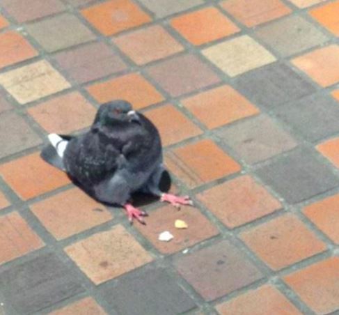 阿嬤也有養鴿子?! 網友在街上看見一隻「小胖鴿」呆坐地上！仔細一看...網友全被笑到翻！