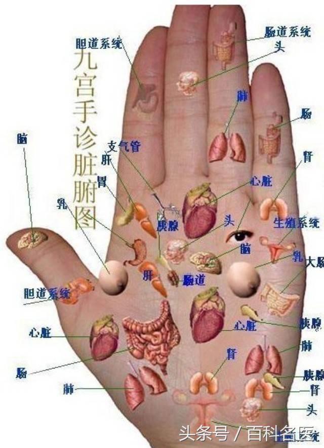 中医不外传的手诊,手把手教你从手部看五脏六腑疾病!