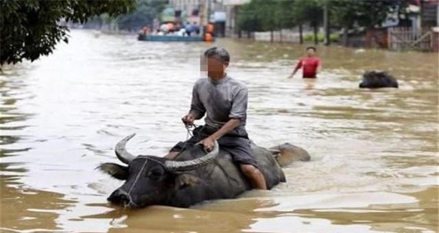 老牛從洪水中救了農夫兒子 他卻違背諾言宰殺老牛 終遭報應