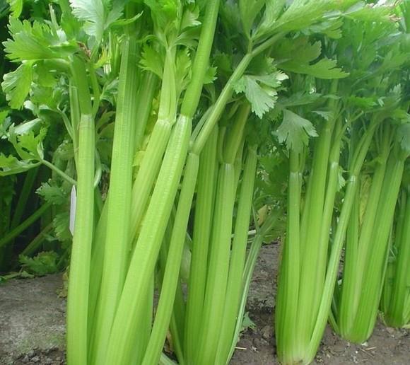 芹菜這樣吃才能真的降血壓、降血脂,你做對了麼?