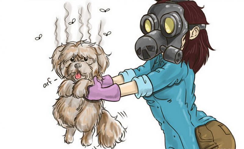 让狗狗身上的臭味消失!你的居家环境更好闻又清洁!