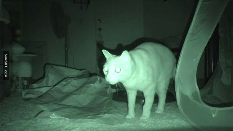 ▼猫咪发亮的眼睛在夜晚看来有些恐怖.