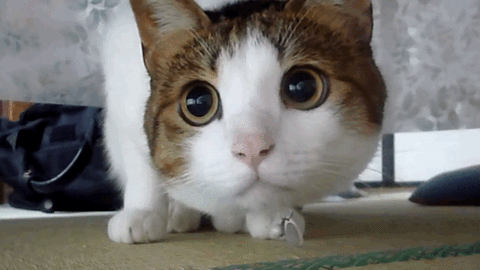 当猫咪一直对著你慢速眨眼的话,他到底想要对你说什麼