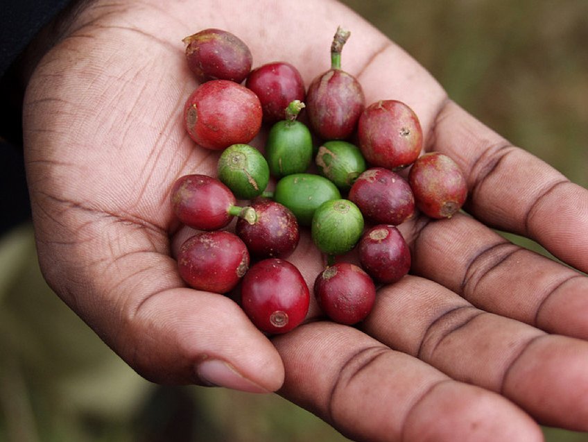 green-coffee-extract-skip-it--the-single-study-backing-it-was-pulled