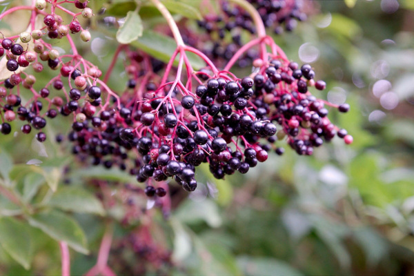 Elderberries
Elderberries should be consumed when fully ripened to avoid cyanide poisoning.