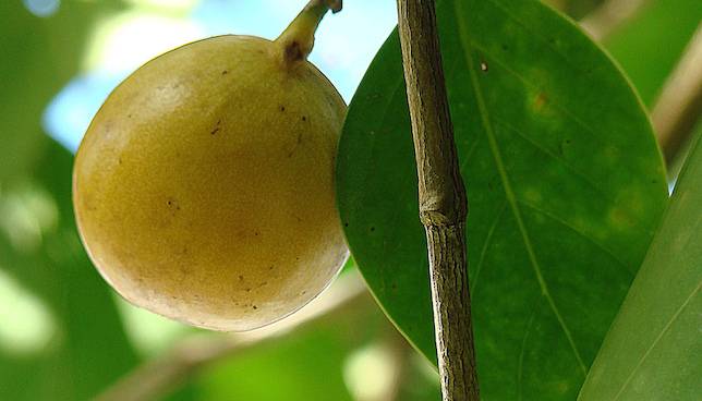 manchineel fruit