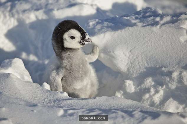 这只企鹅宝宝从破蛋到长大的过程全被镜头记录