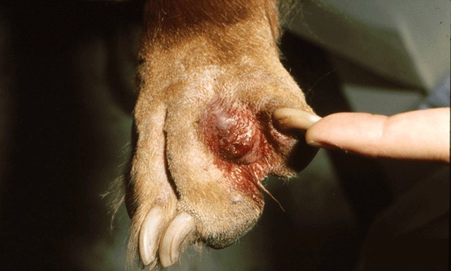 狗狗常見3種皮膚病，預防勝於治療