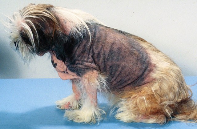 狗狗常見3種皮膚病，預防勝於治療