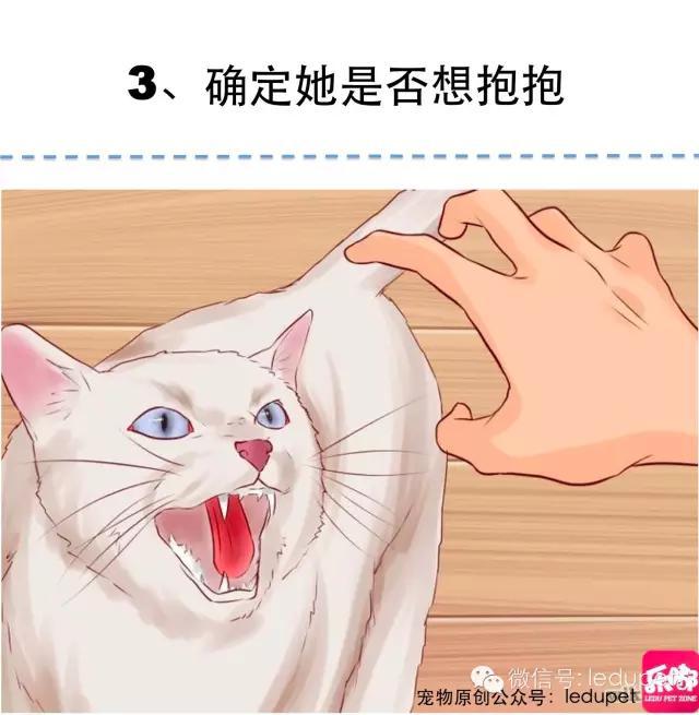 被挠?猫咪抱抱的「正确姿势」