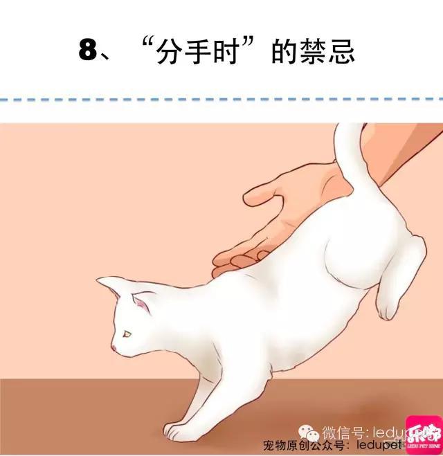 被抓?被挠?猫咪抱抱的「正确姿势」