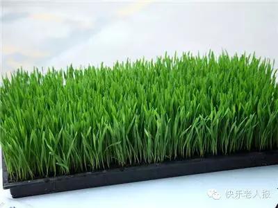 可以種在陽台上的奇效藥草,抗癌又降三高,快告訴身邊人
