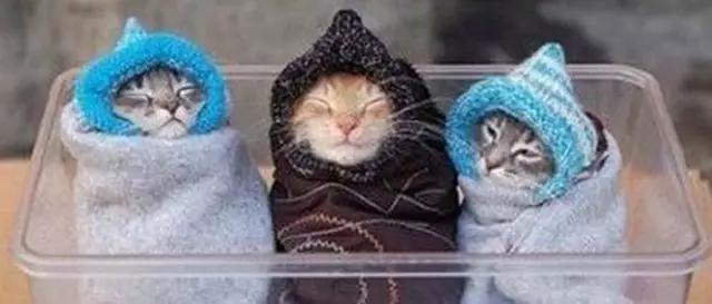 你需要知道，流浪貓是怎樣過冬的！而且我們需要更多人知道！