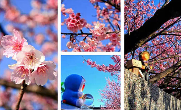 春節去台灣看櫻花吧，超強全攻略獻上，收好不用謝！