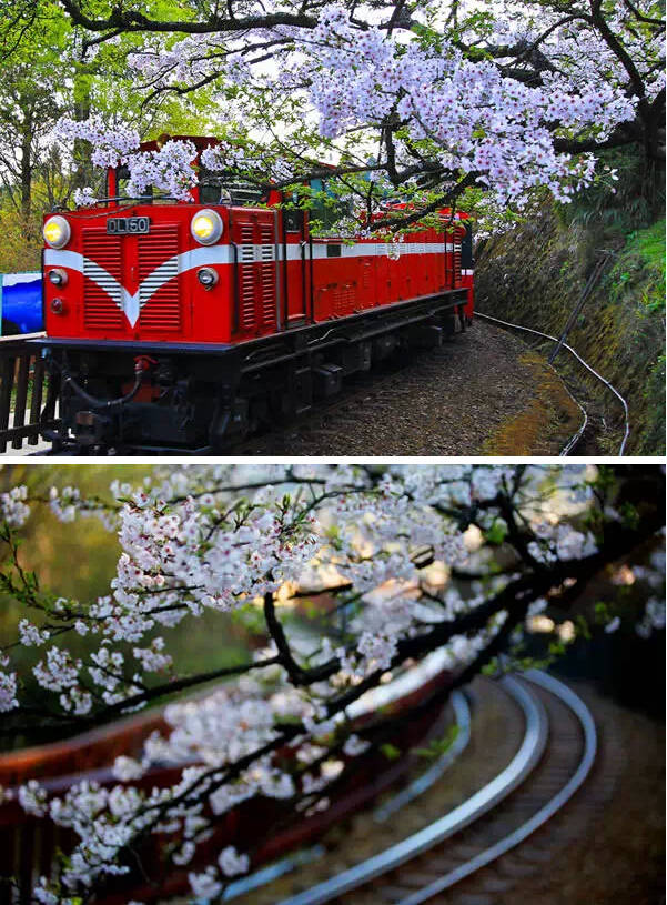 春節去台灣看櫻花吧，超強全攻略獻上，收好不用謝！