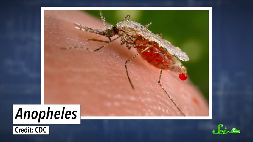 如果我們把全世界所有可惡蚊子都殺光的話，這就是會發生的悲慘事情。