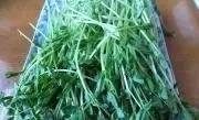 春吃芽,5種芽菜,5個功效,5款做法!