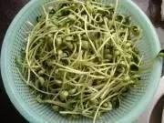 春吃芽,5種芽菜,5個功效,5款做法!