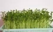 春吃芽,5種芽菜,5個功效,5款做法!