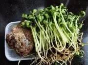 春吃芽,5種芽菜,5個功效,5款做法!