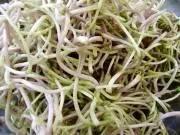 春吃芽,5種芽菜,5個功效,5款做法!