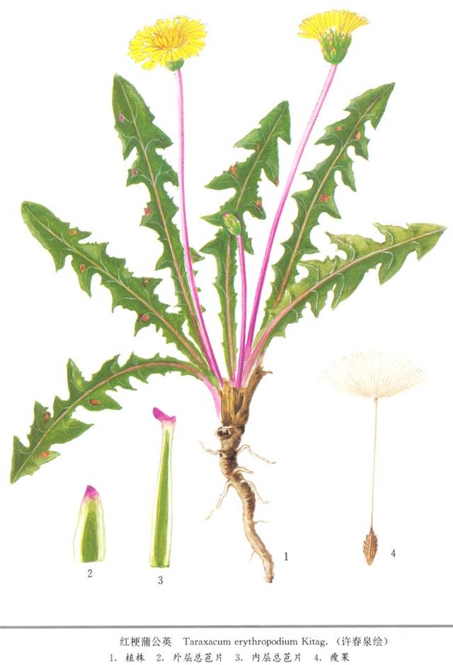 蒲公英---春天最好的「排毒草」，這樣吃還能治乳腺炎！